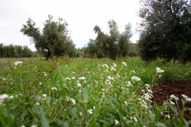 coberta vegetal