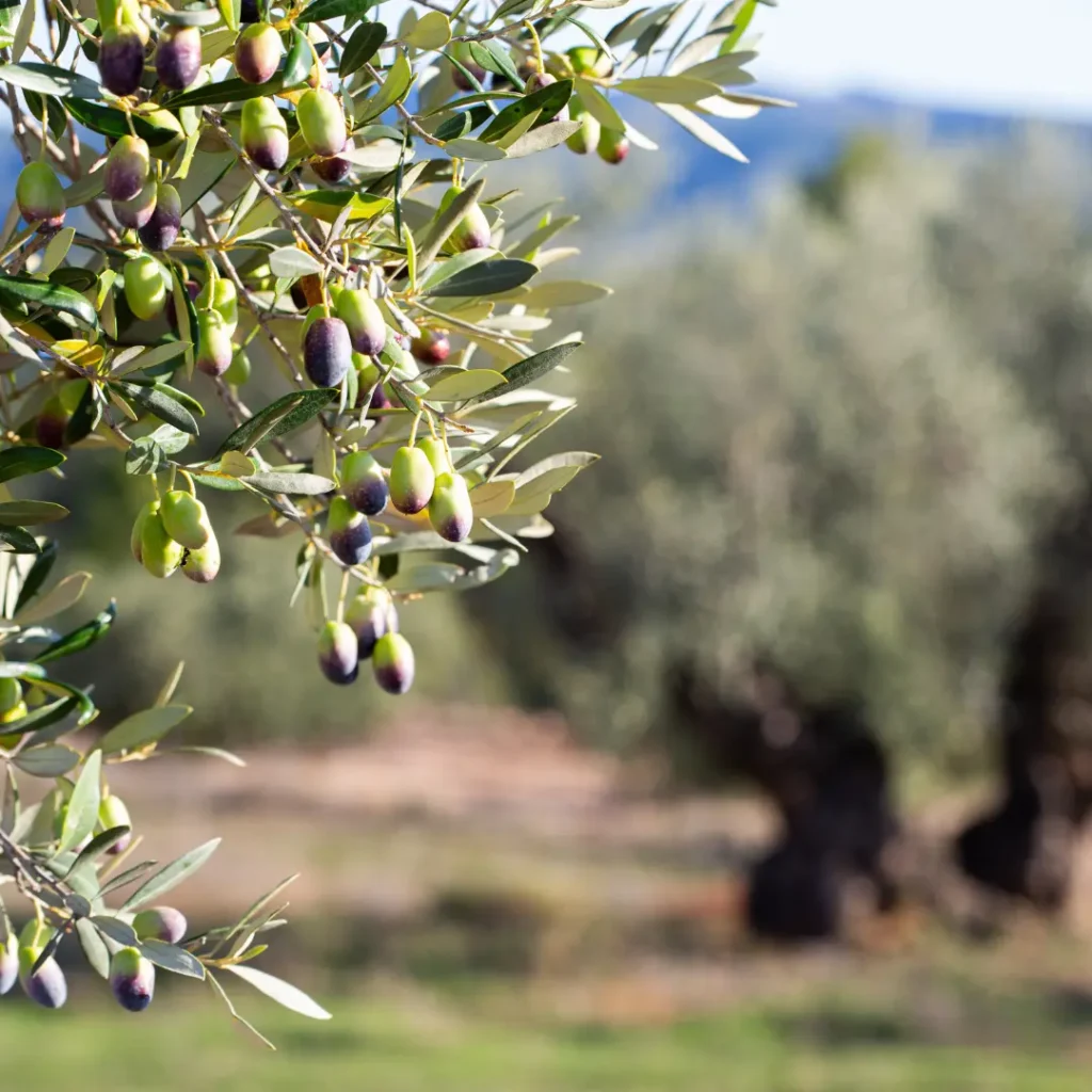 Farga