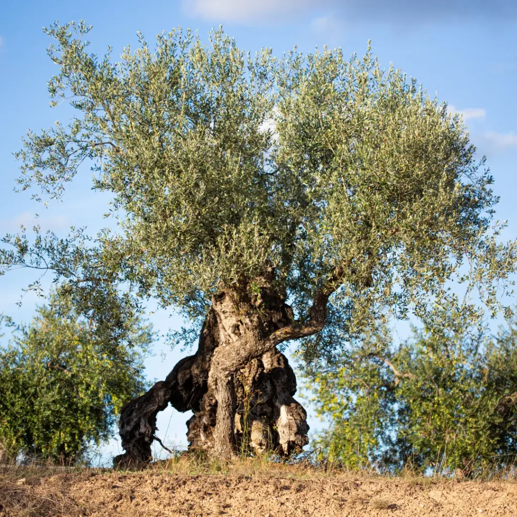 Oleoturisme Farga